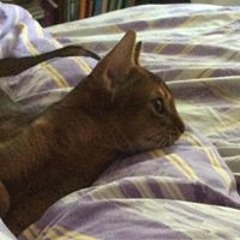 Дмитрий Неклюдов