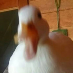 Robin F-