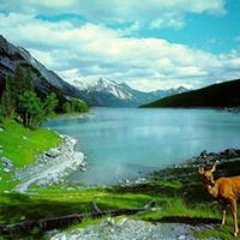 Hassan El Shandawely