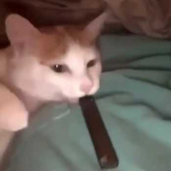 fuckin rat