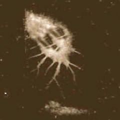 somacoma