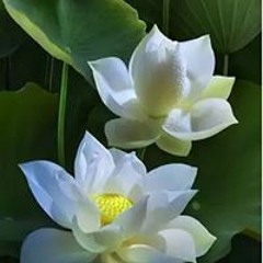Bảo Nguyên Lộc