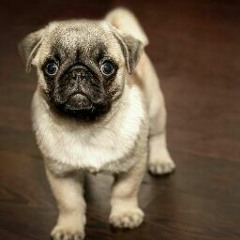 Bảo Ngọc Phạm Baongoc