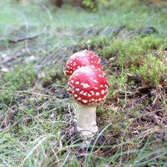 korkosson