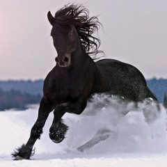 HorseCrazy521