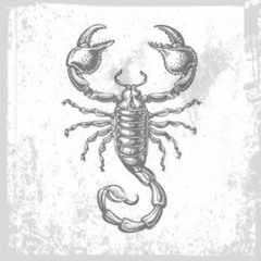 Scorpion Vagina