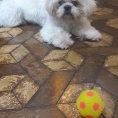 Victor Hugo Tramonte