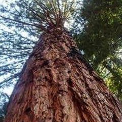 Matthew Foxx Original Compositions