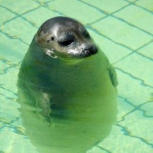 The Seal’s avatar