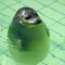 The Seal