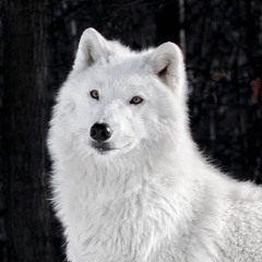 Master Wolf