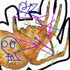 Sandwichauxvertebres