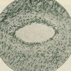 Pauline  Christopher