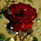 basma. mansi