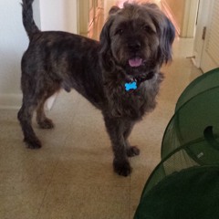 A Letter To The Land of My Father