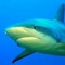 Zapshark