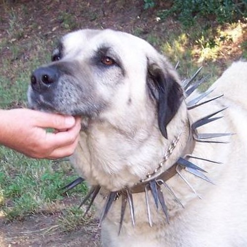 sheep dog wolf collar