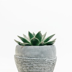 Yung Succulent