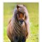 PONY KICKIN