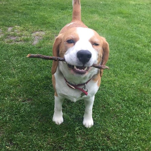 Stream beagle music | Listen to songs, albums, playlists for free on ...