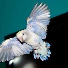 malaysia terbaru 2017 Satu Hati Sampai Mati Thomas Arya feat Elsa Pitaloka.mp3