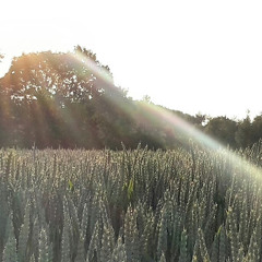 MOOSGARTEN12