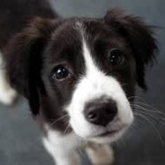 puppies .rule321