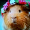 Guinea pig lover