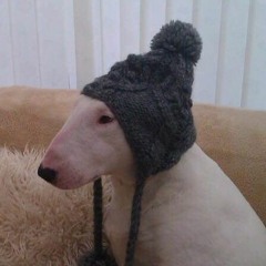 Comical Seadoggo