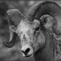 A Sheep of Xanadu