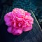 lonely_rose