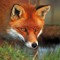 foxyetta