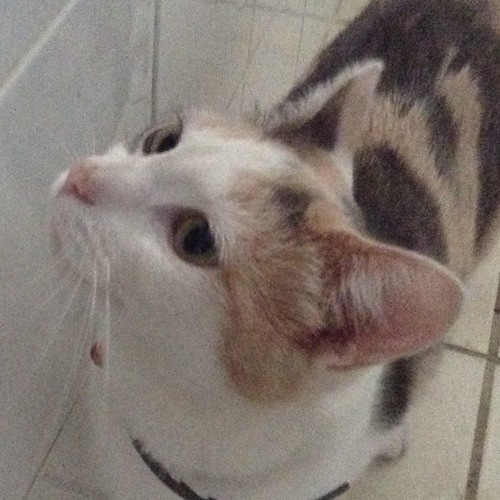 This Song Has A Rhodes Keyboard In It