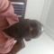 Diallo Aguibou