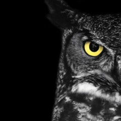 Infinity Owl