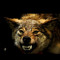 Wolfdog 21