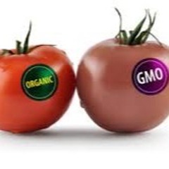 GMO