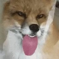 FoxCyborg