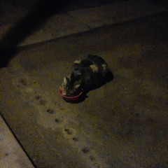 Disappointed Role Model