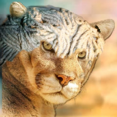 MopHead Cougar