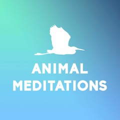 Animal Meditations