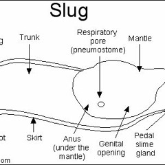 diet slug