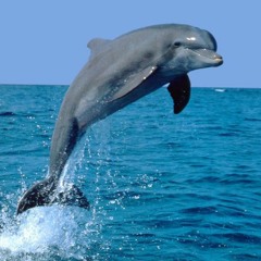 Dolphinika