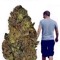 WeedIsMyBestFreind