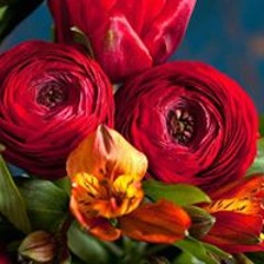 عمر فتحى سعد