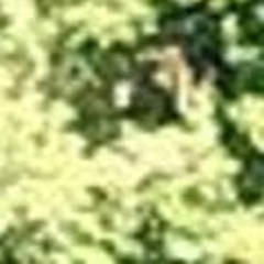 CHRISTOPHER DELACRUZ