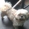 Lovino