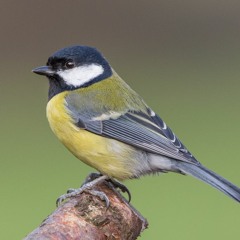 Great tit