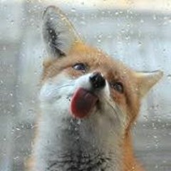 CrazyFox03