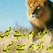zubair khan